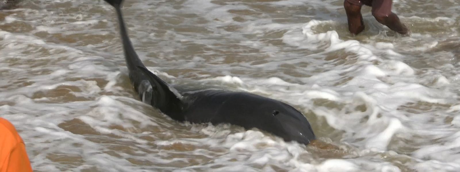Stranded Dolphins Safely Returned to Ocean